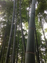 bambus 1
